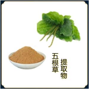 车五根草提取物10：1  可水溶 浓缩粉