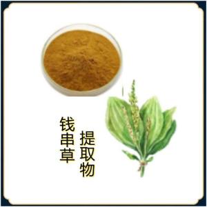 钱串草提取物   六盘韵