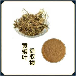 黄蟆叶提取物10：1现货批发 提供样品