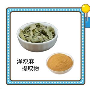 泽漆麻提取物 支持拿样 水提浓缩喷雾干燥粉 可定制生产