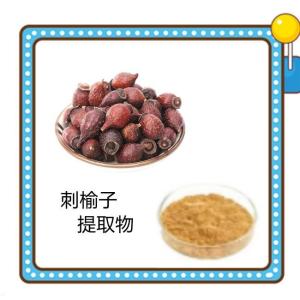 刺榆子提取物 厂家供应  水溶性刺榆子粉
