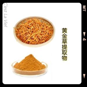 黄金草提取物 六盘韵厂家供应 水溶性黄金草粉