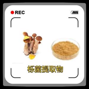 栎菌提取物水溶 浸膏 厂家现货 品质保障
