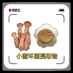 小蜜环菌提取物10 ：1 小蜜环菌粉