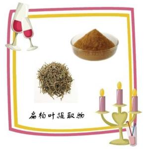扁柏叶提取物 扁柏叶粉 工厂发货