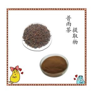 普雨茶提取物  喷雾干燥