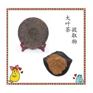 大叶茶提取物   水溶 可定制