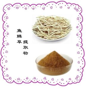 鱼鳞草提取物 食品原料   水溶粉