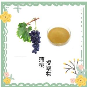 蒲桃提取物10:1 速溶粉 喷雾干燥