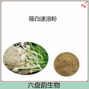 薤白速溶粉  喷雾干燥薤白提取物 多种规格可定制