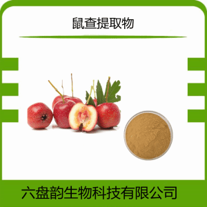 鼠查提取物 各种规格可定制