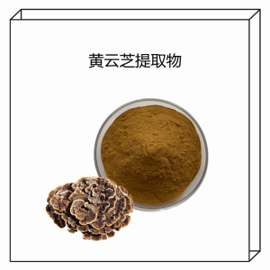 黄云芝提取物  速溶浓缩 精细粉末