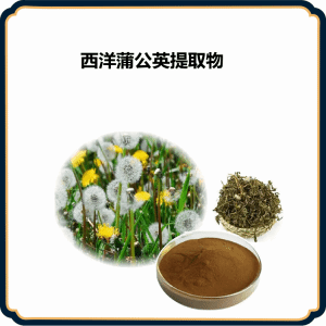 西洋蒲公英提取物 10:1水溶粉 浓缩浸膏