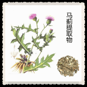 马蓟提取物   大蓟提取物 含大蓟黄酮 产品图片