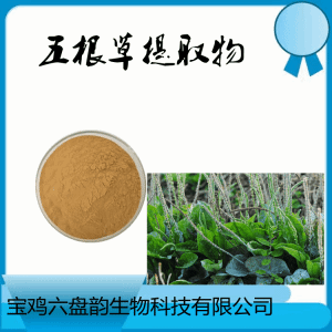五根草  车前草提取物 10:1水溶 可提样
