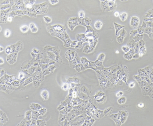 人乳-腺癌阿霉素耐药细胞(MCF-7/Adr) 产品图片